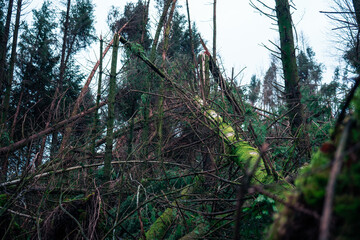 Forest after the Storm 10