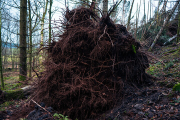 Roots after the Storm 1