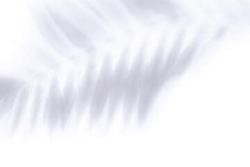 Shadows of tropical palm leaves on white background. Abstract concept backdrop