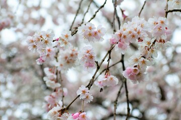 満開の桜