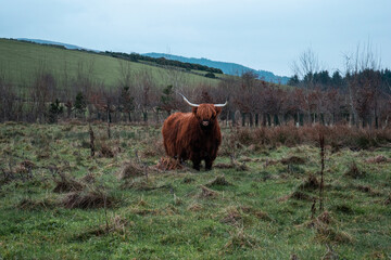 Highland Cow 3