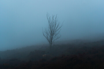 Misty Tree 1