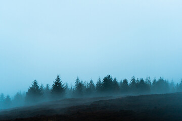 Misty Pines 1