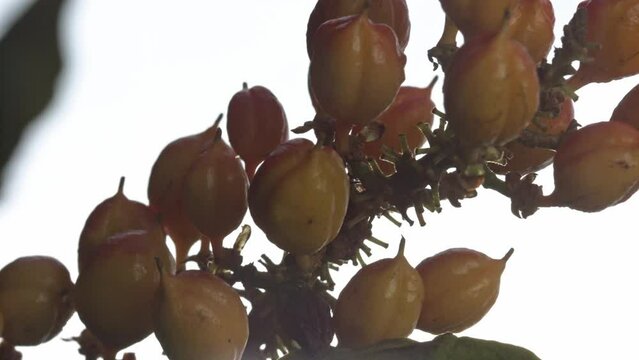 Guarana berries growing in clusters on the vine - isolated close up