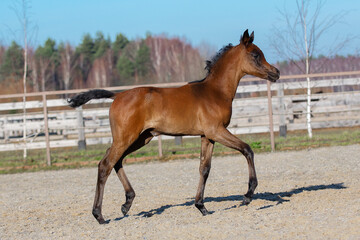 Fototapeta premium Young pretty arabian horse foal runs and frolics summer background