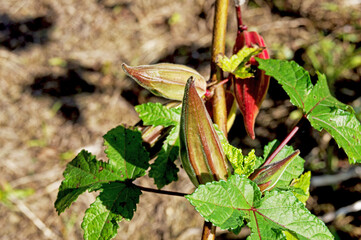 Quality of okra with reddish rind still on the stem photographed from above in the foreground under intense sun