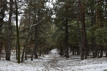 Moody winter pine forest and snowy path.