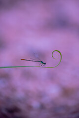 beautiful needle dragonfly on a blur background
Dragonfly with blur background as copy space text