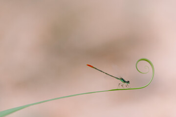 beautiful needle dragonfly on a blur background
Dragonfly with blur background as copy space text