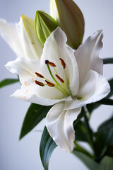 white lily flower with buds close-up