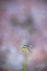 beautiful needle dragonfly on a blur background
Dragonfly with blur background as copy space text