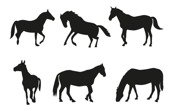 Six silhouettes of a horse, running, standing, chewing grass, trot