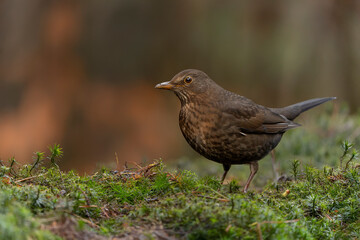Female Blackbird (Turdus merula)                               in an forest covered with colorful leaves. Autumn day in a deep forest in the Netherlands.                                               