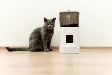 smart cat feeder Scottish cat is waiting for food. pet feeder.