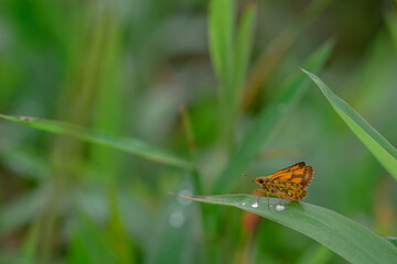 The field fly, "Sepedon sphegea" is a species of palearctic fly in the family Sciomyzidae, the swamp fly or snail killer fly. Larvae feed on water snails and as opportunists on other invertebrates. 