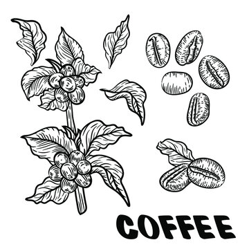 Vector set of coffee tree branches with flower, leaves and beans. Botanical drawing, sketch. Line art design. Realistic nature style. Organic illustration. Big collection isolated on white background.