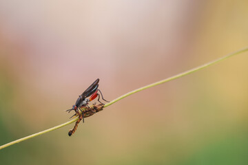 The field fly, 