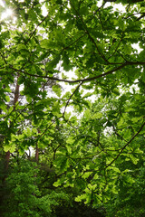 Fototapeta na wymiar branches of the plant with beautiful bright green foliage