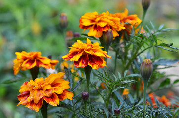 Marigold flowers after the rain . Photo outdoors .Orange flowers in the garden .