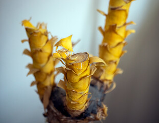 Obraz premium wasp on a branch
