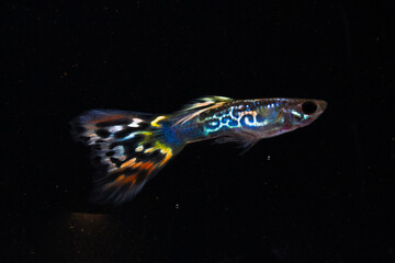 guppy swimming on black background