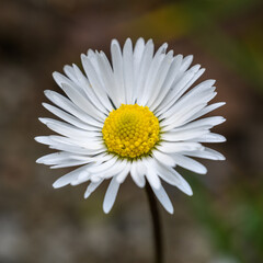 Obraz premium detail flower of white common, lawn, or English daisy, bruisewort, or woundwort (Bellis perennis)