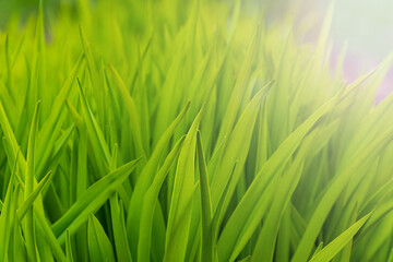 Fototapeta na wymiar Highlighted fresh vivid green grass at spring and summer time.