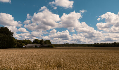 Fototapeta premium Panorama of a flowering field of wheat, sky with clouds, a house in the background. Nature of Latvia. Tukums region.