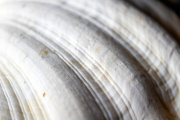 sea shell, close-up oyster shell. clam. background.