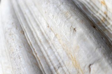 sea shell, close-up oyster shell. clam. background.