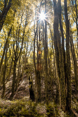 Fototapeta premium Sun in the forest