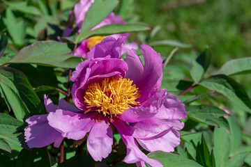 Tree peony (Paeonia suffruticosa) in park.