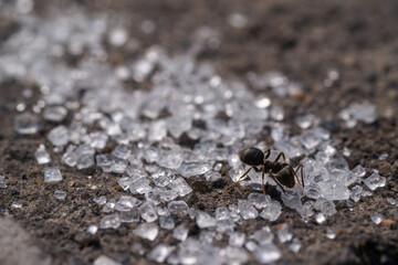 Ants macro eating sugar