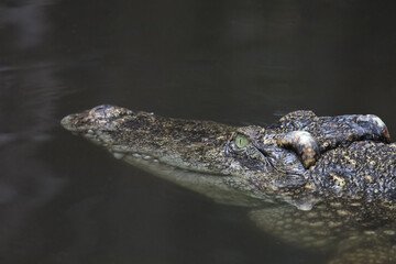 Close up head crocodile is show head in river