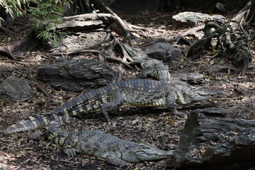 Close up crocodile is sleep and rest in garden