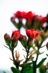 Obraz premium bouquet of roses, Kalanchoe