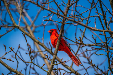 Male Cardinal on Branch