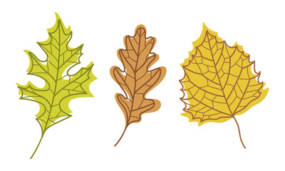 Colorful Autumn Leaf with Veins as Seasonal Foliage on Stem Vector Set