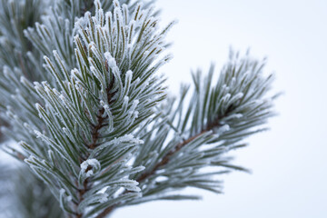 Beautiful pine branches covered with frost and ice on a snowy winter morning, closeup.