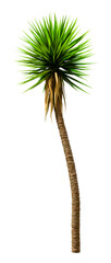 3D Rendering Yucca Palm Tree on White