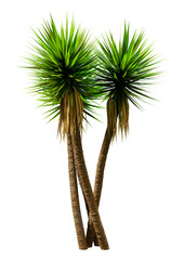 3D Rendering Yucca Palm Trees on White