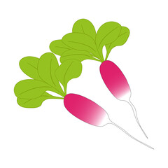 radish vector isolated on white background, flat design