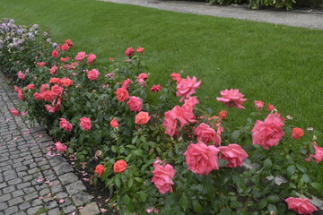 Róże w ogrodzie królewskim na Hradczanach, Praga, Czechy - obrazy, fototapety, plakaty
