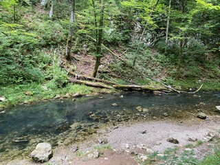 Obraz premium Protected landscape of the small river Kamacnik in Gorski kotar - Vrbovsko, Croatia (Zaštićeni krajolik rječice Kamačnik u Gorskom kotaru - Vrbovsko, Hrvatska)