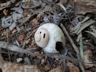 Shell of a Dead Snail
The name is most often applied to land snails, terrestrial pulmonate...