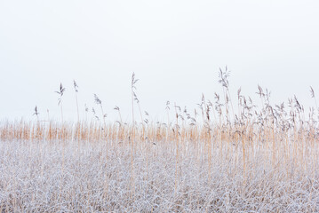 Frosty reeds at misty lake