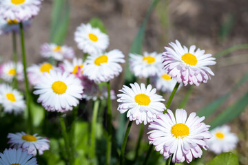 Fototapeta premium there are many beautiful white and pink daisies in the flower bed.background of flowers