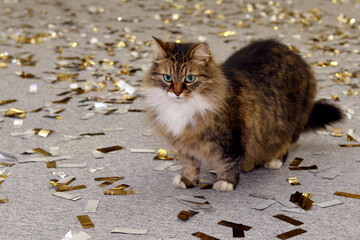 A fluffy yard cat walks over scattered confetti and looks straight ahead. A cat on a background of scattered gold sparkles.
