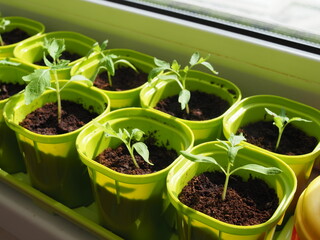 Very small sprouts from tomato seeds that sprouted in a pot on a windowsill. Shallow depth of field