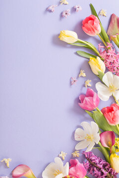 Fototapeta multicolored spring flowers on  purple background